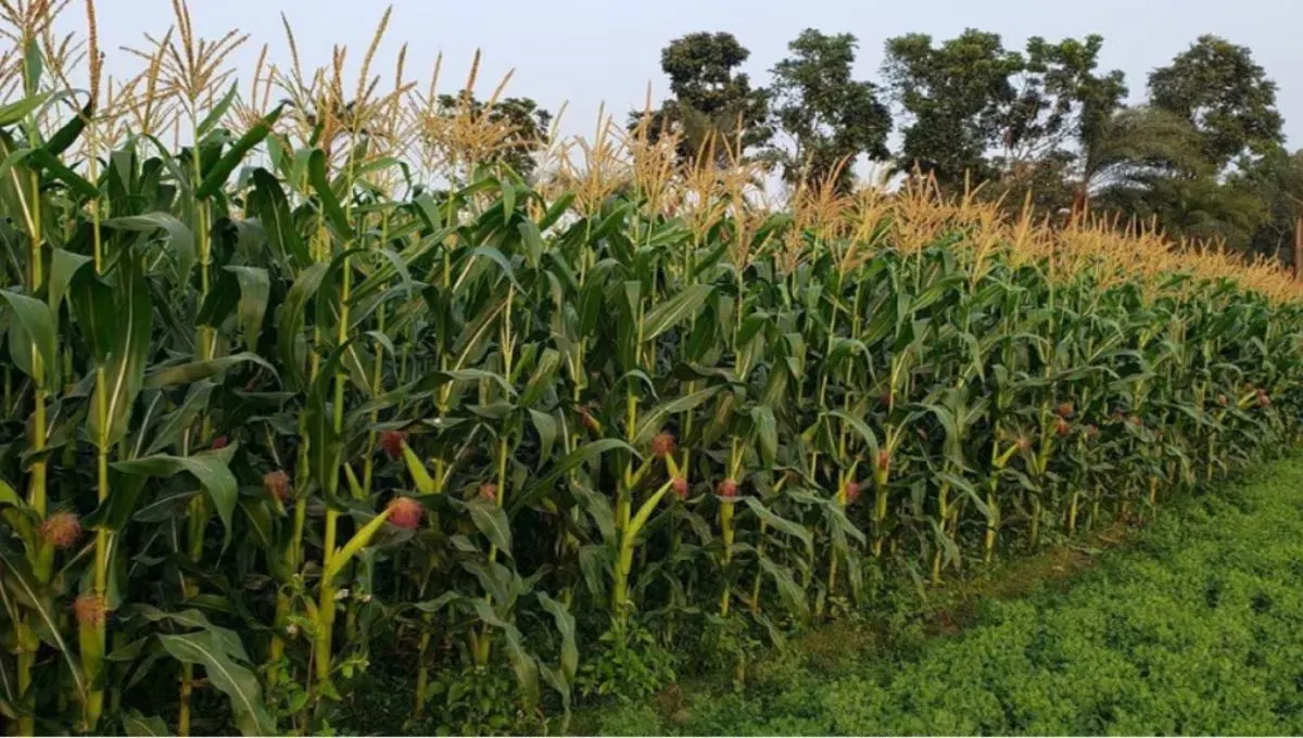 पश्चिम विदर्भात मक्याची विक्रमी लागवड: अमरावती, बुलढाण्यात 94,502 हेक्टरवर पेरणी