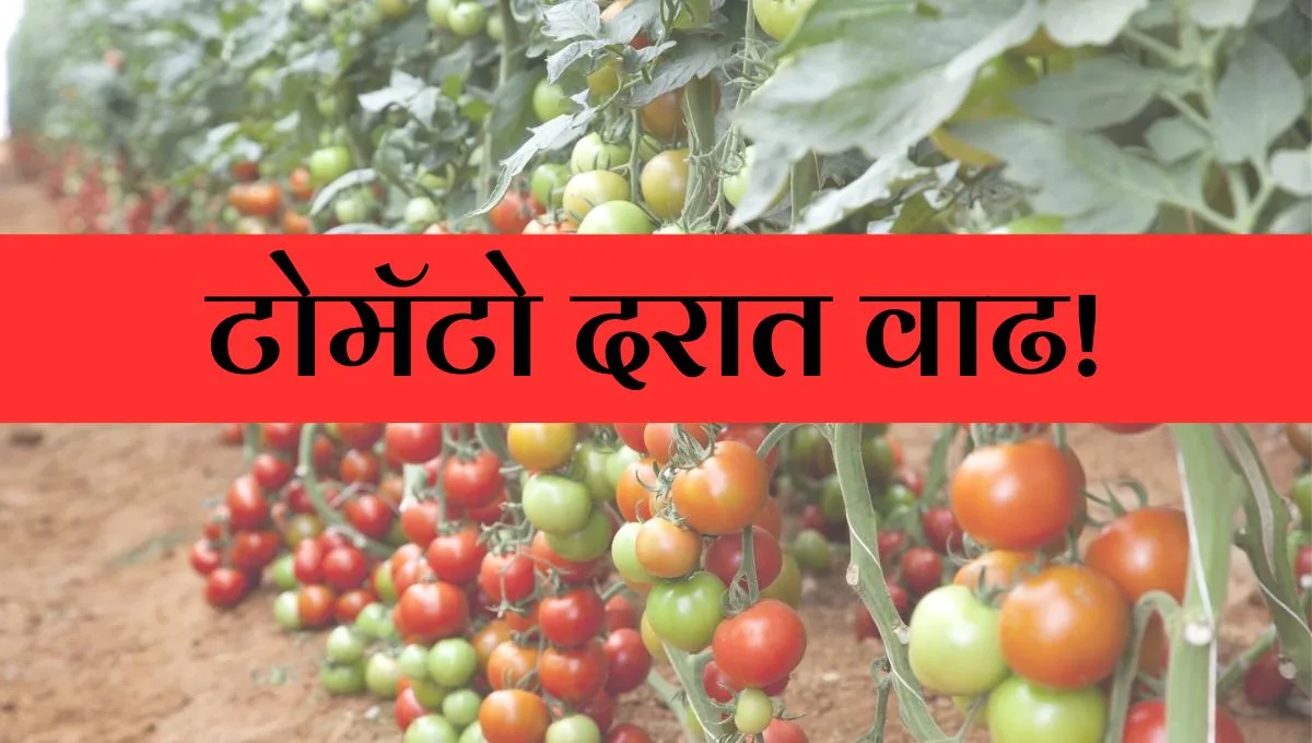 Today’s Market Rates: टोमॅटो, हळद, सिताफळ, केळी आणि गवारीचे नवीनतम दर जाणून घ्या!