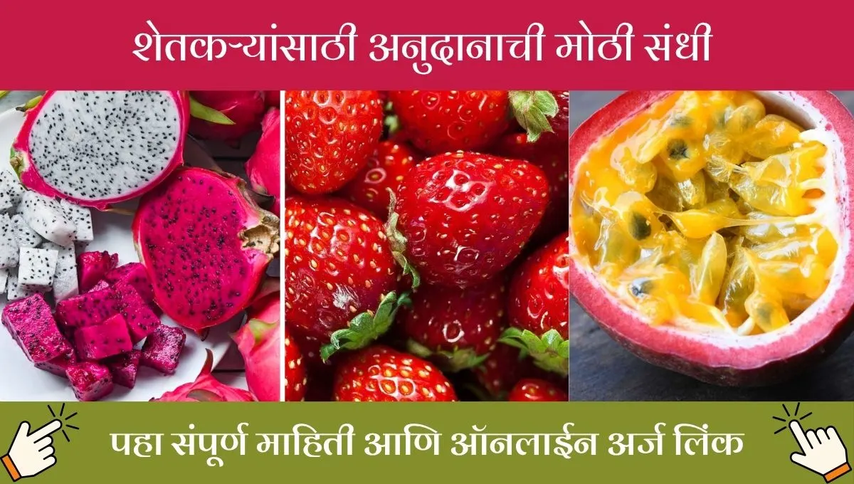 शेतकऱ्यांसाठी मोठी संधी: ड्रॅगन फ्रूट लागवडीसाठी 30% अनुदान, लगेच अर्ज करा!