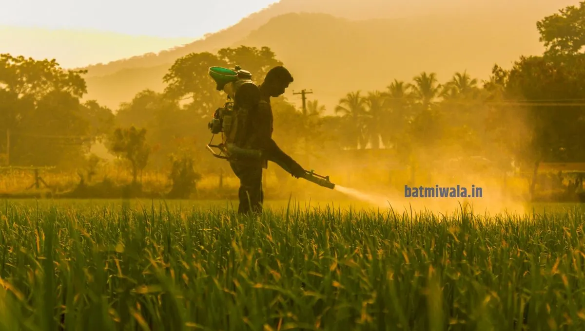 कोकण, घाटमाथ्यावर मुसळधार पाऊस; शेतकऱ्यांनी पिकांची काळजी कशी घ्यावी?