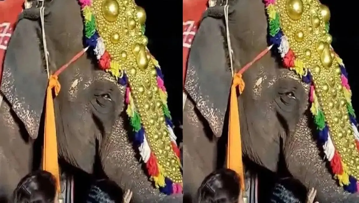 Madhuri Elephant News: माधुरी हत्तीण पुन्हा नांदणी मठात येणार का? मराठी कलाकार आणि ग्रामस्थांचे तीव्र प्रयत्न