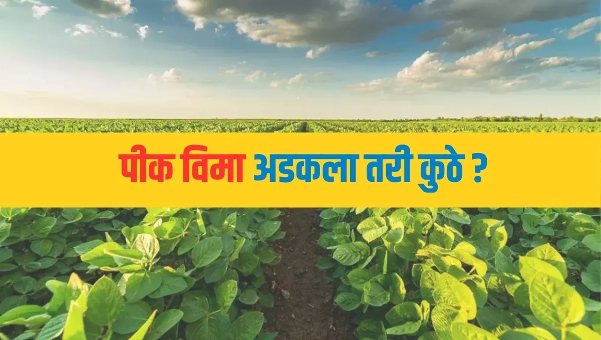 शेतकऱ्यांचे पैसे अडकले! पीक विम्याची रक्कम मंजूर, पण खात्यात का नाही?