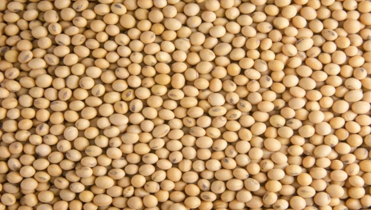 लोणार APMC मधील ताजे भाव: तूर, चनाची मागणी वाढली, काय आहे खास?