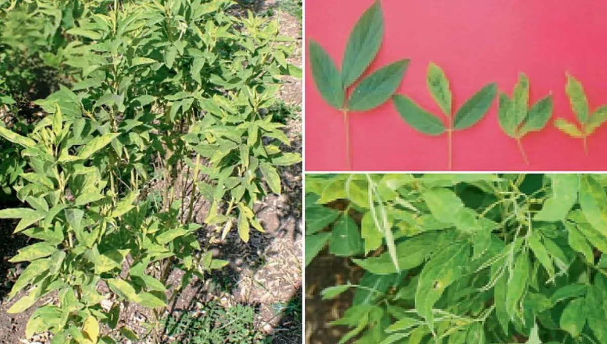 Tur Disease: तुरीवरील वांझ रोग आणि एरिओफाइड कोळी, शेतकऱ्यांसाठी प्रभावी नियंत्रण उपाय