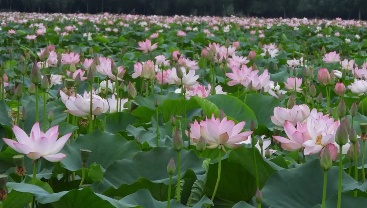 काश्मीरच्या वुलर तलावात कमळांचा सुगंध: इतिहास पुन्हा जिवंत!