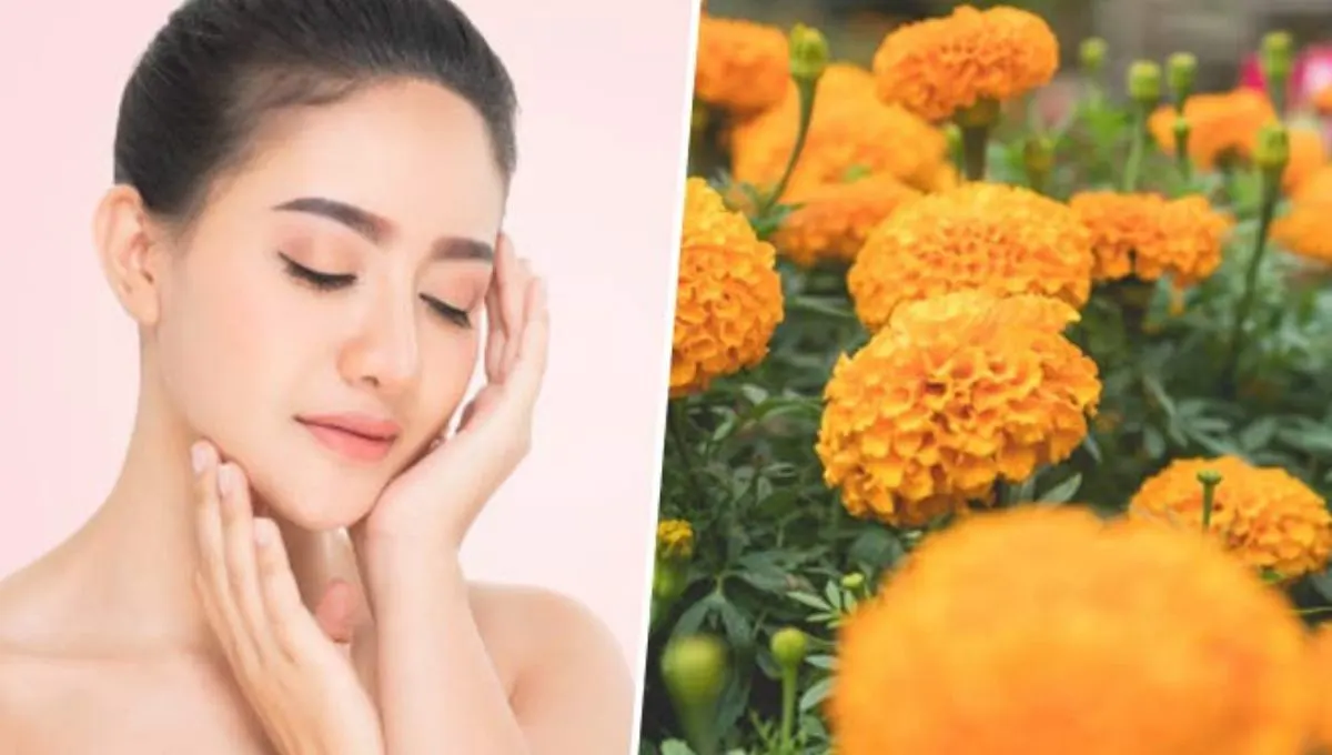 Marigold Flower Benefits: घरीच बनवा त्वचेला चमक देणारा फेस पॅक आणि सिरम!