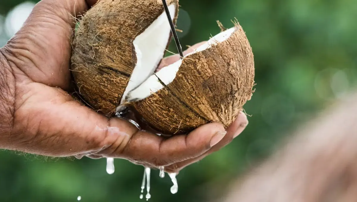 सणासुदीत नारळाचा झटका! खोबरेल तेल तिपटीने महाग, काय आहे कारण?